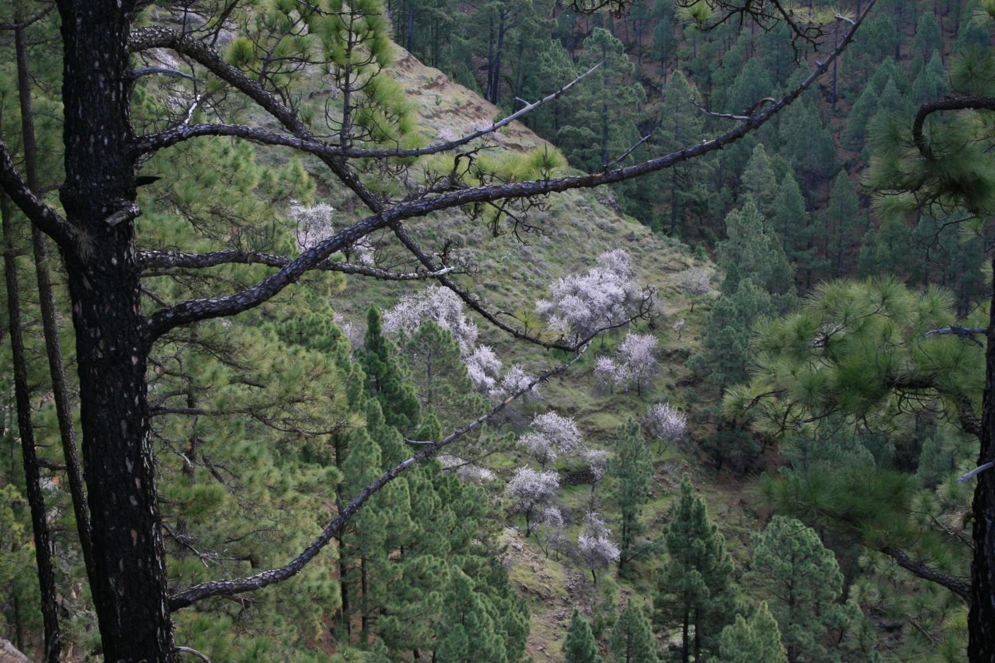 Casa Rural El Riachuelo Garafía エクステリア 写真
